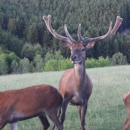 Hébergement de vacances Traquebois *